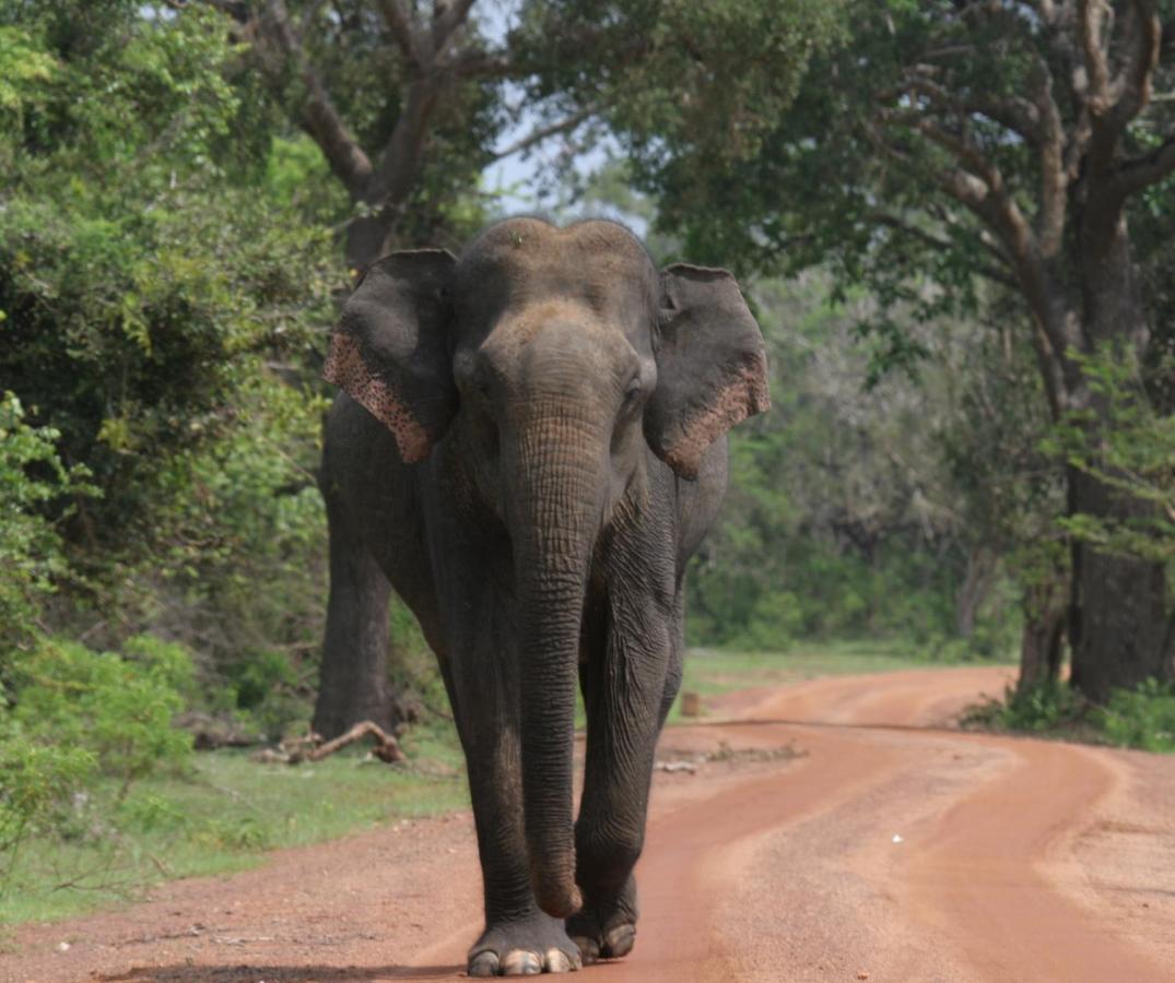 Yala Rich Lodge ティッサマハーラーマ エクステリア 写真