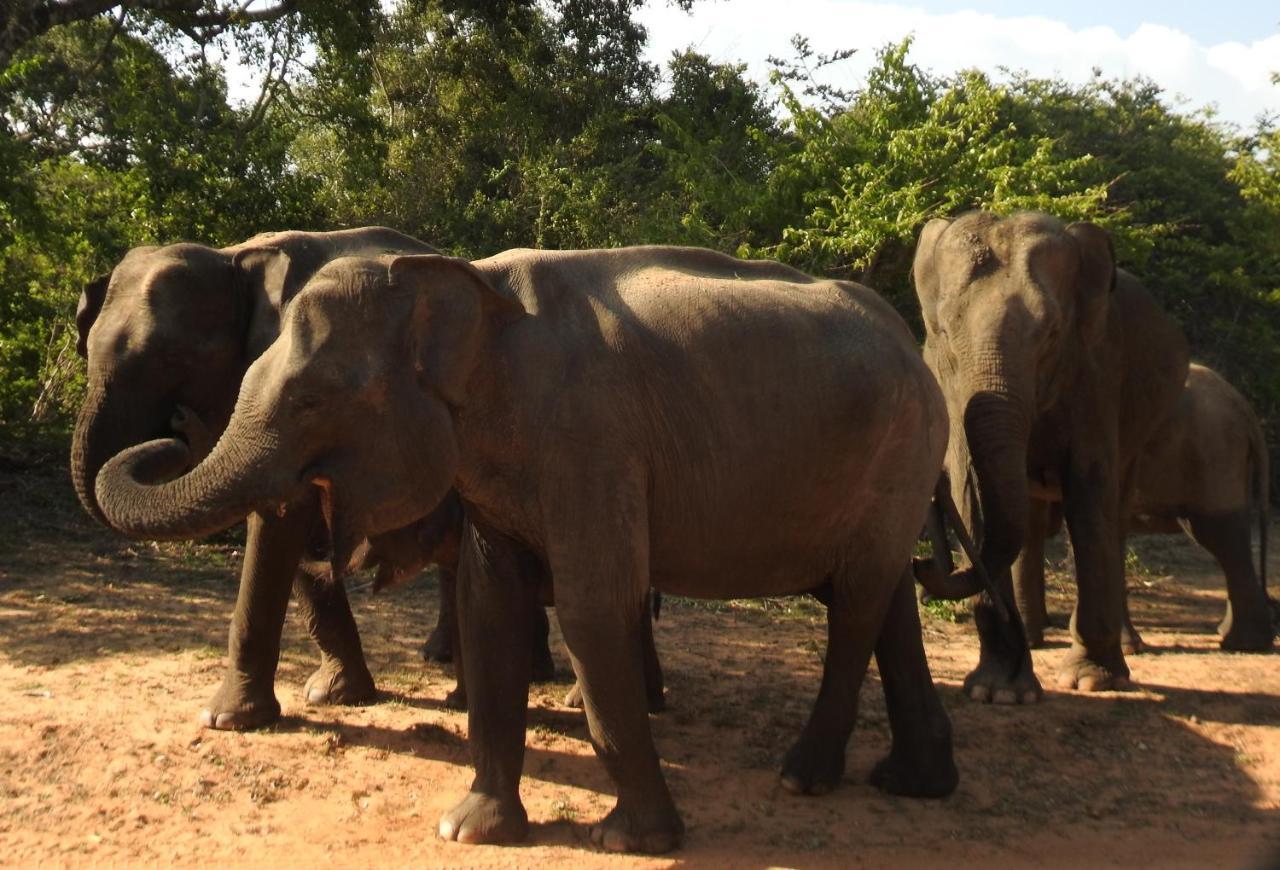 Yala Rich Lodge ティッサマハーラーマ エクステリア 写真