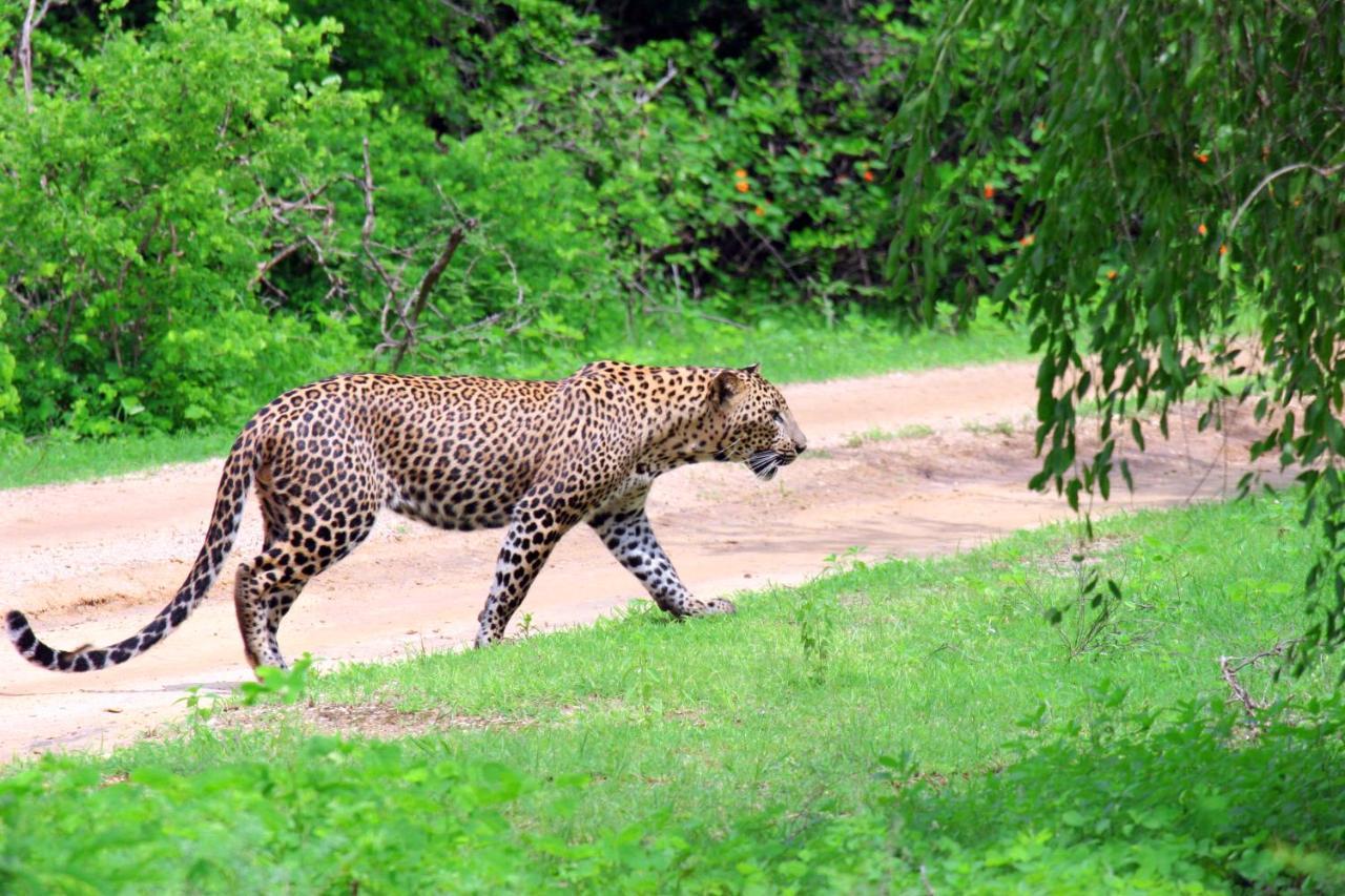 Yala Rich Lodge ティッサマハーラーマ エクステリア 写真